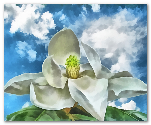 Painterly Effects magnolia image by Wendy J St Christopher
